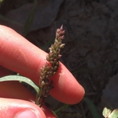 Echinochloa crus-galli at Tharwa, ACT - 29 Apr 2021 01:27 PM