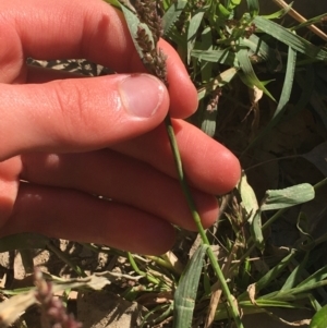 Echinochloa crus-galli at Tharwa, ACT - 29 Apr 2021