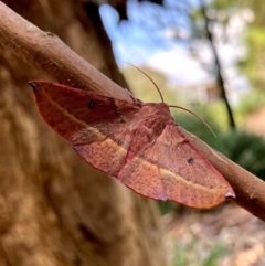 Oenochroma vinaria (Pink-bellied Moth, Hakea Wine Moth) at Stromlo, ACT - 4 Feb 2021 by billbob