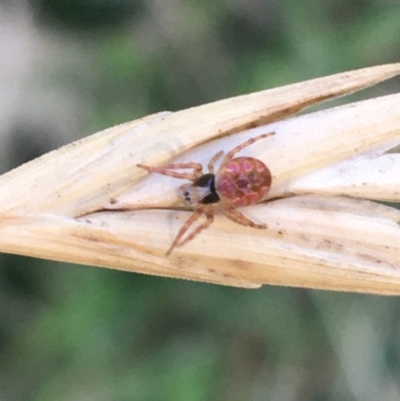 Araneinae (subfamily) (Orb weaver) at Tharwa, ACT - 29 Apr 2021 by NedJohnston