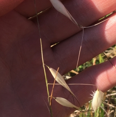 Avena barbata (Bearded Oat) at Tharwa, ACT - 29 Apr 2021 by Ned_Johnston