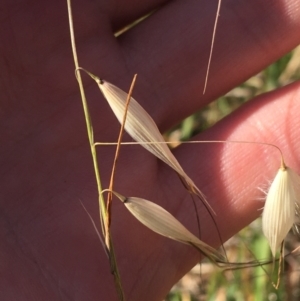 Avena barbata at Tharwa, ACT - 29 Apr 2021