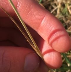 Avena barbata at Tharwa, ACT - 29 Apr 2021 01:21 PM