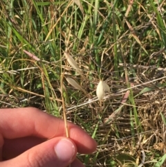 Avena barbata at Tharwa, ACT - 29 Apr 2021 01:21 PM