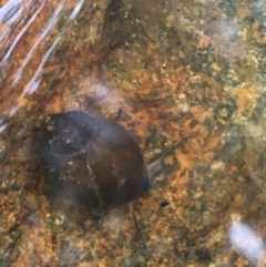 Physa acuta (European physa, Left-handed pondsnail) at Paddys River, ACT - 29 Apr 2021 by NedJohnston