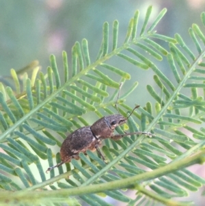 Naupactus cervinus at Paddys River, ACT - 29 Apr 2021