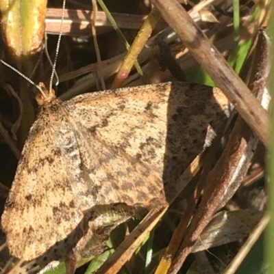 Scopula rubraria (Reddish Wave, Plantain Moth) at Paddys River, ACT - 29 Apr 2021 by Ned_Johnston