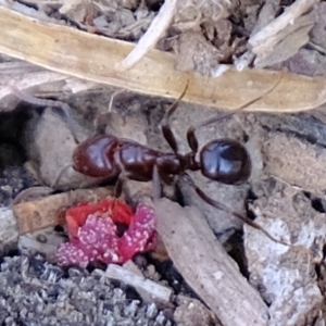 Papyrius nitidus at Majura, ACT - suppressed