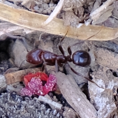 Papyrius nitidus (Shining Coconut Ant) at Majura, ACT - 29 Apr 2021 by Kurt