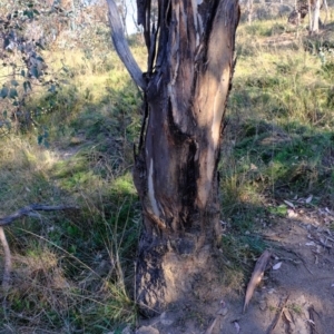 Papyrius nitidus at Majura, ACT - suppressed