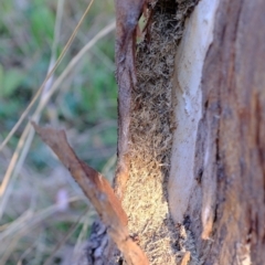 Papyrius nitidus at Majura, ACT - suppressed