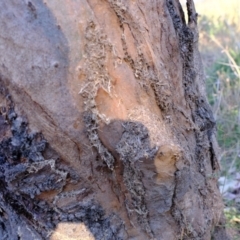 Papyrius nitidus at Majura, ACT - suppressed