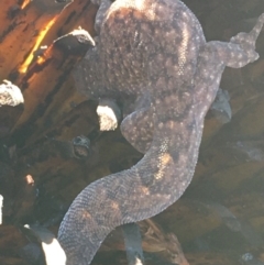 Christinus marmoratus (Southern Marbled Gecko) at Paddys River, ACT - 29 Apr 2021 by Ned_Johnston