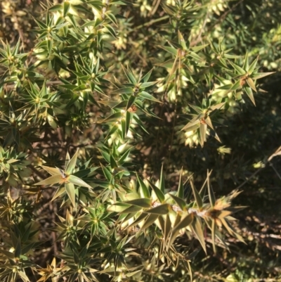 Melichrus urceolatus (Urn Heath) at Paddys River, ACT - 29 Apr 2021 by NedJohnston