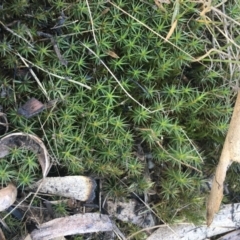 Acrotriche serrulata (Ground-berry) at Paddys River, ACT - 29 Apr 2021 by Ned_Johnston