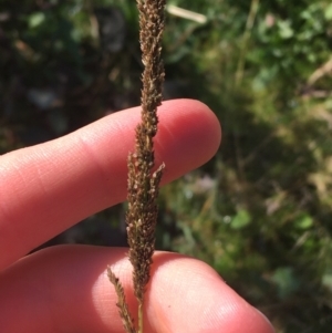 Sporobolus sp. at Paddys River, ACT - 29 Apr 2021