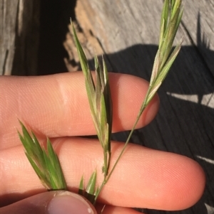 Bromus catharticus at Tharwa, ACT - 29 Apr 2021