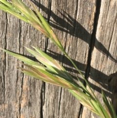 Bromus catharticus at Tharwa, ACT - 29 Apr 2021