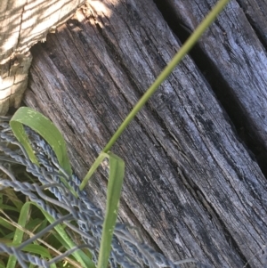 Bromus catharticus at Tharwa, ACT - 29 Apr 2021