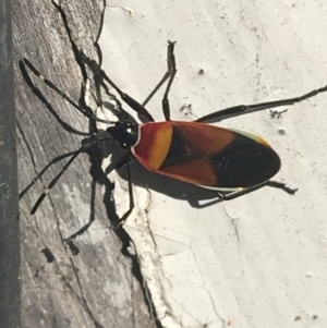 Dindymus versicolor at Tharwa, ACT - 29 Apr 2021