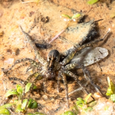 Dolomedes sp. (genus) (Fishing spider) at Woodstock Nature Reserve - 29 Apr 2021 by Roger