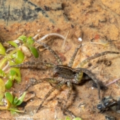 Dolomedes (genus) at Holt, ACT - 29 Apr 2021 04:07 PM