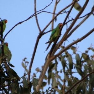 Lathamus discolor at Hughes, ACT - suppressed