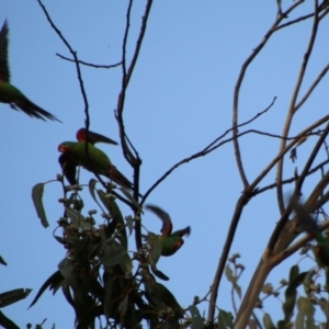 Lathamus discolor at Hughes, ACT - 29 Apr 2021