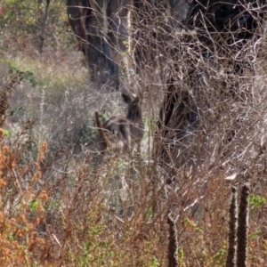 Macropus giganteus at Hume, ACT - 29 Apr 2021