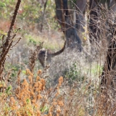 Macropus giganteus at Hume, ACT - 29 Apr 2021