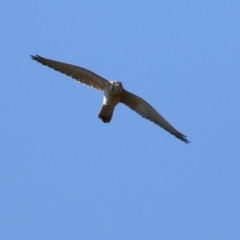 Falco cenchroides at Hume, ACT - 29 Apr 2021