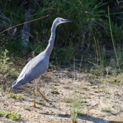 Egretta novaehollandiae (White-faced Heron) at Hume, ACT - 29 Apr 2021 by RodDeb