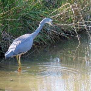 Egretta novaehollandiae at Hume, ACT - 29 Apr 2021