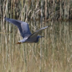 Egretta novaehollandiae at Hume, ACT - 29 Apr 2021