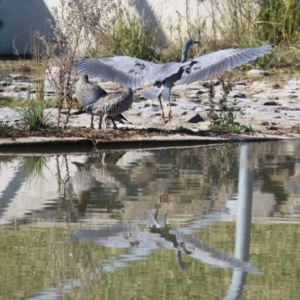 Egretta novaehollandiae at Hume, ACT - 29 Apr 2021