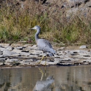 Egretta novaehollandiae at Hume, ACT - 29 Apr 2021