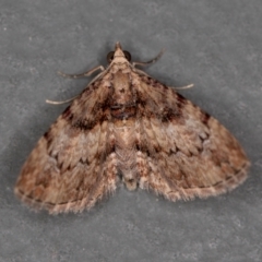 Chloroclystis approximata (Plumed or Cherry Looper) at Melba, ACT - 9 Jan 2021 by Bron