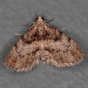 Chloroclystis approximata at Melba, ACT - 9 Jan 2021