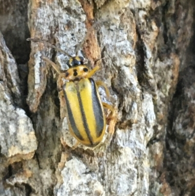 Xanthogaleruca luteola (Elm leaf beetle) at Tharwa, ACT - 29 Apr 2021 by NedJohnston