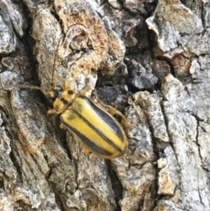 Xanthogaleruca luteola at Tharwa, ACT - 29 Apr 2021