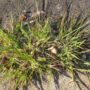 Setaria parviflora at Reid, ACT - 29 Apr 2021