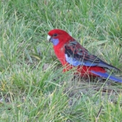 Platycercus elegans (Crimson Rosella) at Reid, ACT - 29 Apr 2021 by JanetRussell