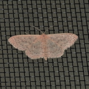 Scopula optivata at Wanniassa, ACT - 28 Apr 2021