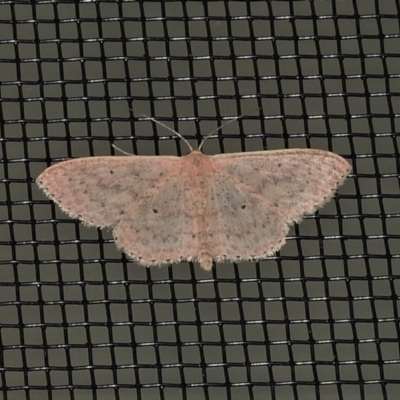 Scopula optivata (Varied Wave) at Wanniassa, ACT - 28 Apr 2021 by JohnBundock