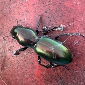 Promecoderus insignis at Murrumbateman, NSW - 29 Apr 2021