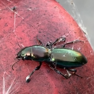 Promecoderus insignis at Murrumbateman, NSW - 29 Apr 2021