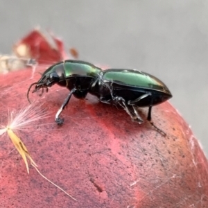 Promecoderus insignis at Murrumbateman, NSW - 29 Apr 2021