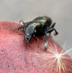 Promecoderus insignis at Murrumbateman, NSW - 29 Apr 2021