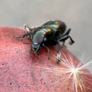 Promecoderus insignis at Murrumbateman, NSW - 29 Apr 2021