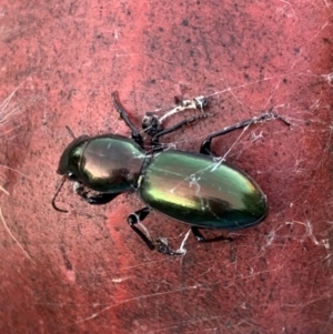 Promecoderus insignis at Murrumbateman, NSW - 29 Apr 2021